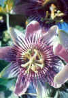 Passionflower () - HIPERnatural.COM