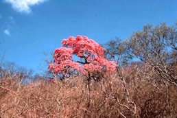 PAUDARC (tabebuiaavellanedae) - HIPERnatural.COM