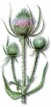 PEINES (cardenchadipsacusfullonum) - HIPERnatural.COM