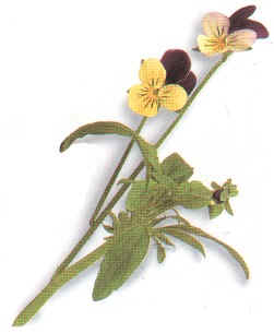 SILVERTHOUGHT (violatricolor) - HIPERnatural.COM