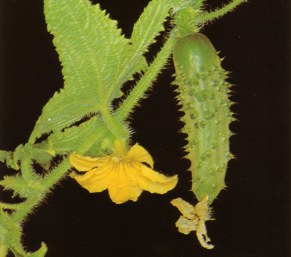 PEPINO () - HIPERnatural.COM