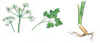 PARSLEY () - HIPERnatural.COM