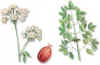 PERSILSYLVESTER (levsticolevisticumofficinale) - HIPERnatural.COM