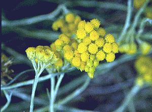 PERPETUA (helichrysumstoechas) - HIPERnatural.COM