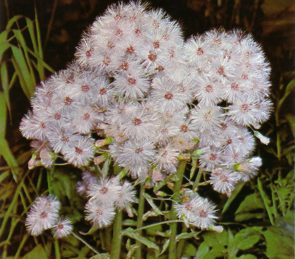 PETASITES (petasitesalbus) - HIPERnatural.COM
