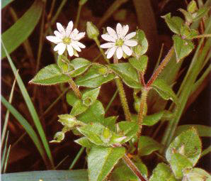 PICAGALLINA (stellariamedia) - HIPERnatural.COM