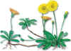 PILOSELA (vellosilla hieracium pilosella) - HIPERnatural.COM