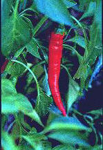 HOTPEPPERS (capsicumannuum) - HIPERnatural.COM