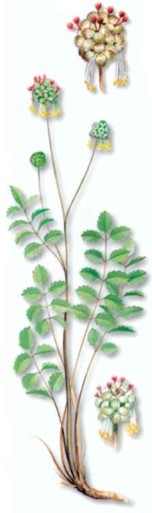 PIMPINEMENOR (sanguisorbaminor) - HIPERnatural.COM