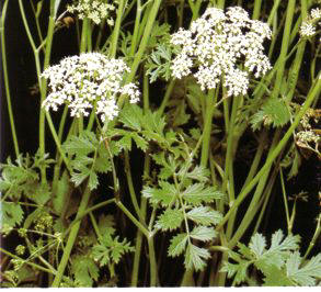 PIMPINELA_BLANCA (pimpinellasaxifraga) - HIPERnatural.COM
