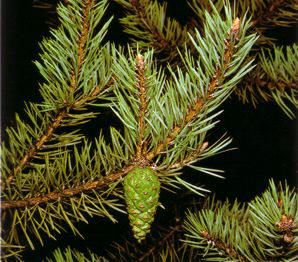 PINOALVAR (pinussylvestris) - HIPERnatural.COM