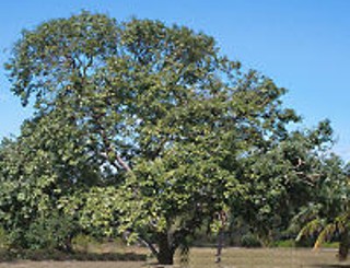 PISCIDIA () - HIPERnatural.COM