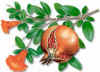 POMOGRANADO (granadopunicagranatu) - HIPERnatural.COM