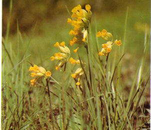PRINTEMPS (primula�officinalis) - HIPERnatural.COM