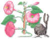 PURGAPUR (jalapaconvolvulusjalapa) - HIPERnatural.COM