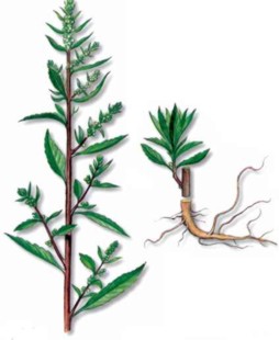 Chenopodium () - HIPERnatural.COM