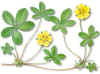 Quinquefolia (cincoenramapotentillareptans) - HIPERnatural.COM
