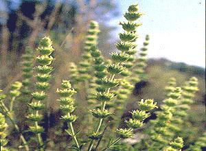 CAT'STAIL () - HIPERnatural.COM