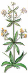 REBOL (rubiarubiatinctorum) - HIPERnatural.COM
