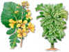 REPOLLO (colbrassicaoleracea) - HIPERnatural.COM