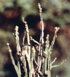 RETAMANEGRA () - HIPERnatural.COM