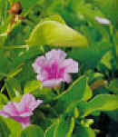 RINONINA (ipomoeaprers-caprae) - HIPERnatural.COM