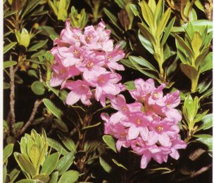 RODODENDRO () - HIPERnatural.COM