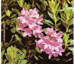 RHODODENDRON () - HIPERnatural.COM