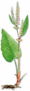 ROMAZA (rumexpatientia) - HIPERnatural.COM