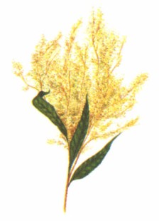ROMPEPIEDRA (phyllanthusniruri) - HIPERnatural.COM