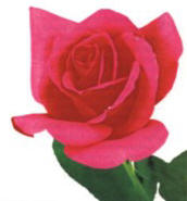 ROSA (rosarosa) - HIPERnatural.COM