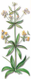 ROYUELA (rubiarubiatinctorum) - HIPERnatural.COM