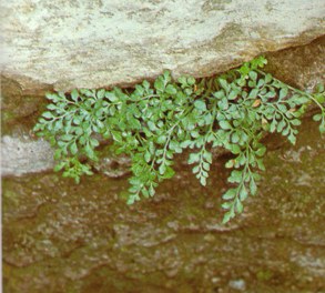 ROUTEMurari (rutamuraria) - HIPERnatural.COM