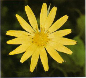 Salsifis (tragopogon pratensis) - HIPERnatural.COM
