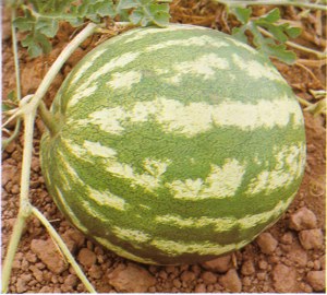 SANDIA (cucumiscitrullus) - HIPERnatural.COM