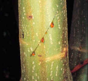 SANGDRAGO (crotonlechleri) - HIPERnatural.COM