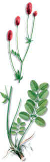 Sanguisorba (pimpinelamayorsanguisorbaofficinalis) - HIPERnatural.COM
