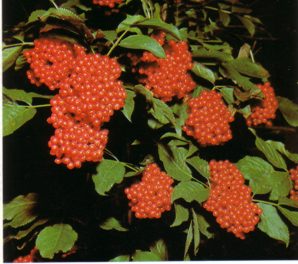 SAUCEROUGE (sambucusracemosa) - HIPERnatural.COM