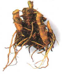 SELLOORO (hydrastiscanadencis) - HIPERnatural.COM