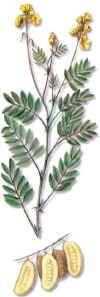 SENA (sencassiaangustifolia) - HIPERnatural.COM