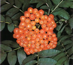 SerbalSILBESTRE (sorbusaucuparia) - HIPERnatural.COM
