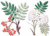 SERVALSILVESTRE (sorbusaucuparia) - HIPERnatural.COM
