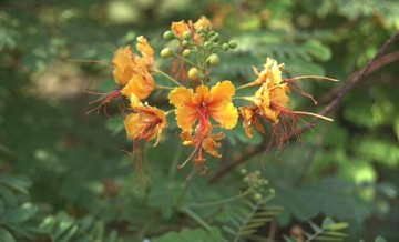 TABACHIN (caesalpiniapulcherrima) - HIPERnatural.COM
