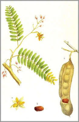 TAMARINDO (tamarindusindica) - HIPERnatural.COM