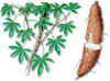 Tapioca (yucamanhiotesculenta) - HIPERnatural.COM