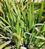 TELIMON (cymbopogoncitratus) - HIPERnatural.COM