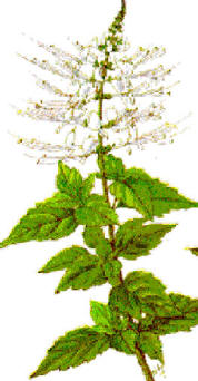 TERINON (orthosiphonaristaus) - HIPERnatural.COM