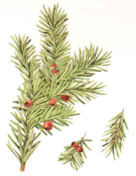 TEJO (taxusbaccata) - HIPERnatural.COM