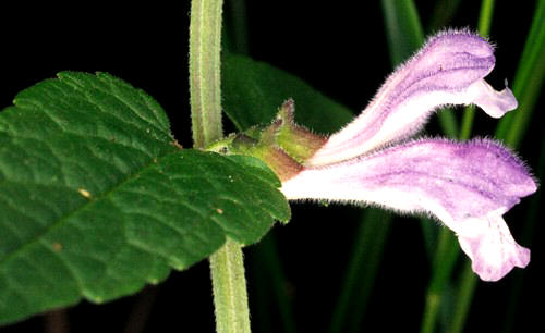 TERCIANARIA (scutellariagalericulata) - HIPERnatural.COM