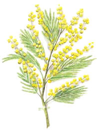 TOPESCOHUITE (mimosatenuiflora) - HIPERnatural.COM